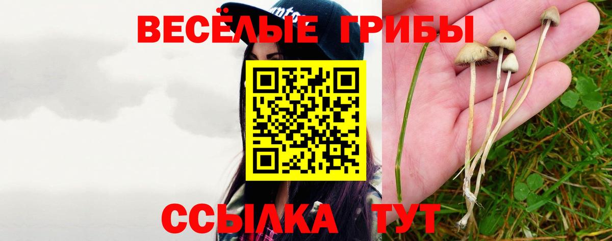 Псилоцибиновые грибы Cubensis  как найти   Тайшет  Вход с VPN 